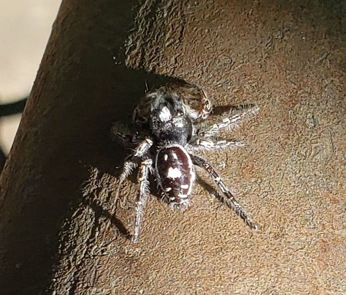 Phidippus putnami This is a picture of Phidippus putnami at Fort Howard Park in Edgemere, Maryland.<br />
 Geotagged,Phidippus putnami,Putnam's Jumping Spider,Summer,United States