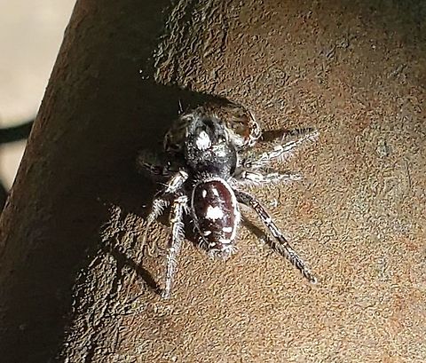 Phidippus putnami This is a picture of Phidippus putnami at Fort Howard Park in Edgemere, Maryland.
 Geotagged,Phidippus putnami,Putnam's Jumping Spider,Summer,United States
