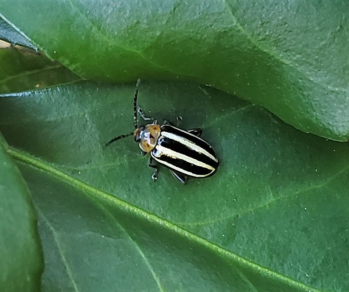 Disonycha glabrata This is a picture of a Disonycha glabrata at Fort Howard Park in Edgemere, Maryland.<br />
 Disonycha glabrata,Geotagged,Pigweed Flea Beetle,Summer,United States