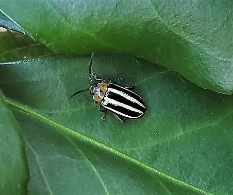 Disonycha glabrata This is a picture of a Disonycha glabrata at Fort Howard Park in Edgemere, Maryland.
 Disonycha glabrata,Geotagged,Pigweed Flea Beetle,Summer,United States