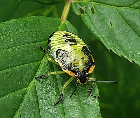 Green Stink Bug This is a picture of a Green Stink Bug at Fort Howard Park in Edgemere, Maryland. Chinavia hilaris,Geotagged,Green stink bug,Summer,United States