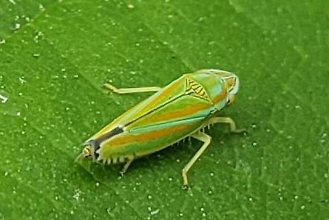 Graphocephala versuta This is a picture of Graphocephala versuta at Fort Armistead Park in Baltimore City, Maryland. Geotagged,Graphocephala versuta,Summer,United States