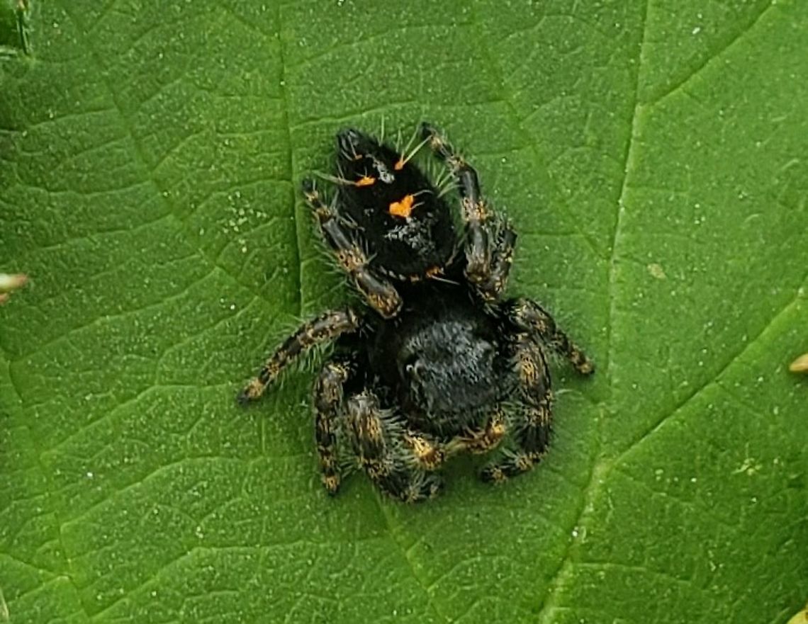 Phidippus audax This is a picture of Phidippus audax at Fort Armistead Park in Baltimore City, Maryland. Daring jumping spider,Geotagged,Phidippus audax,Summer,United States