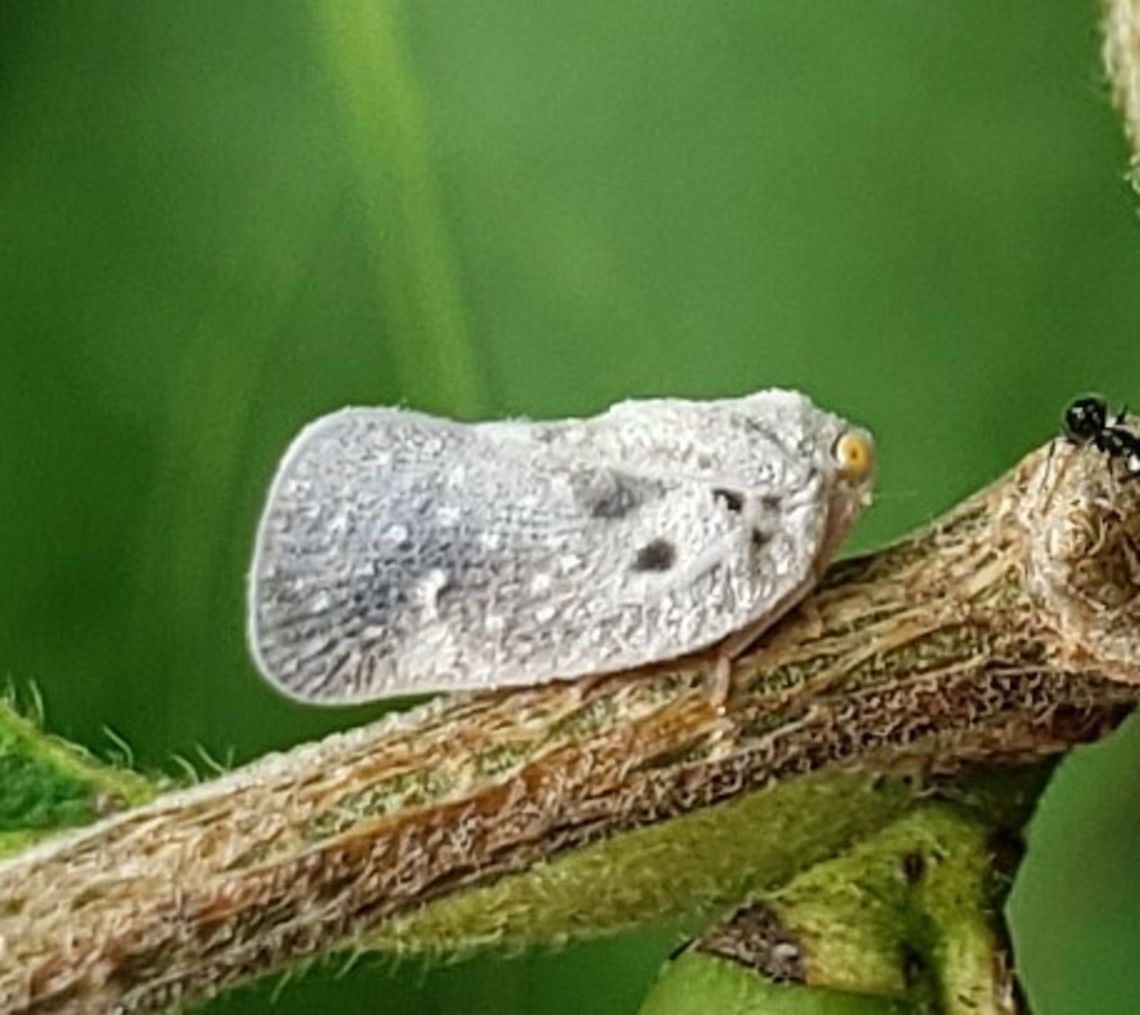 citrus flatid planthopper This is a picture of a citrus flatid planthopper at Fort Armistead Park in Baltimore City, Maryland. Citrus flatid planthopper,Geotagged,Metcalfa pruinosa,Summer,United States
