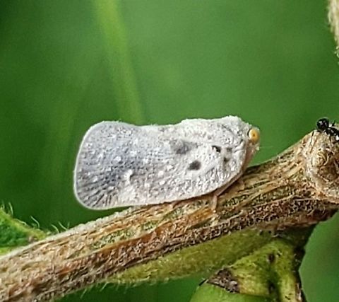 citrus flatid planthopper This is a picture of a citrus flatid planthopper at Fort Armistead Park in Baltimore City, Maryland. Citrus flatid planthopper,Geotagged,Metcalfa pruinosa,Summer,United States