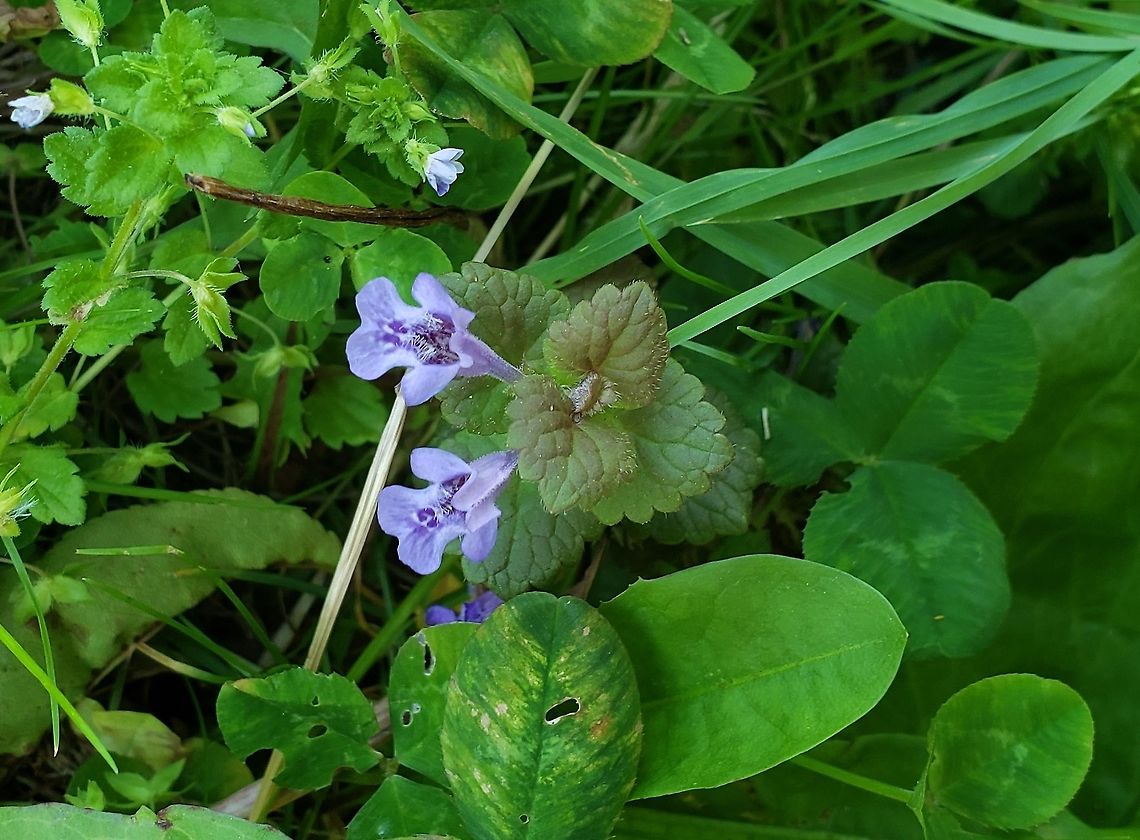 Creeping Charlie This is a picture of Creeping Charlie at Fort Armistead Park in Baltimore City, Maryland. Creeping charlie,Geotagged,Glechoma hederacea,Spring,United States