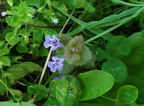 Creeping Charlie This is a picture of Creeping Charlie at Fort Armistead Park in Baltimore City, Maryland. Creeping charlie,Geotagged,Glechoma hederacea,Spring,United States