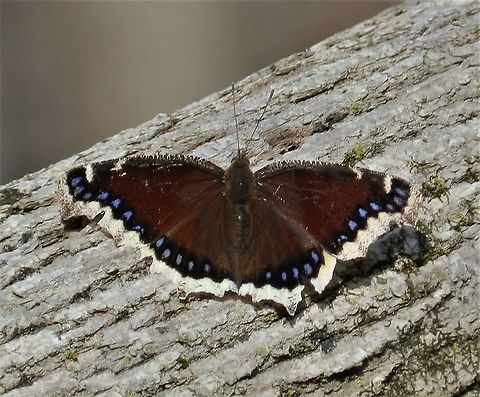 Mourning Cloak This is a picture of a Mourning Cloak at North Point State Park in Edgemere, Maryland. Geotagged,Mourning Cloak,Nymphalis antiopa,United States,Winter