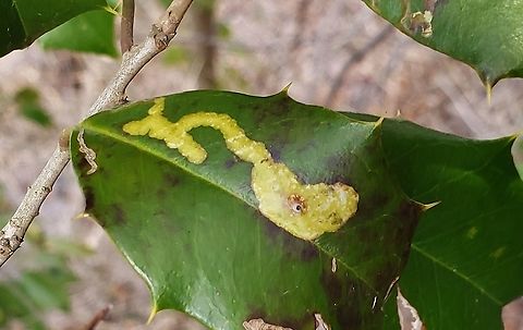 Phytomyza ilicicola This is a picture of Phytomyza ilicicola at North Point State Park in Edgemere, Maryland. Geotagged,Phytomyza ilicicola,United States,Winter