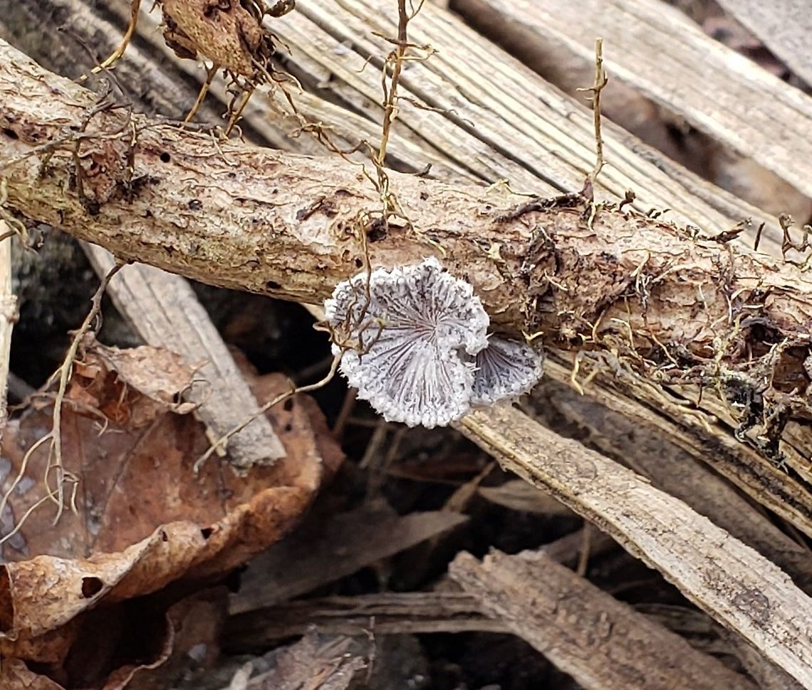 Splitgill Mushroom at Fort Howard This is a picture of a Splitgill Mushroom at Fort Howard Park in Edgemere, Maryland. Geotagged,Schizophyllum commune,Split gill,United States,Winter