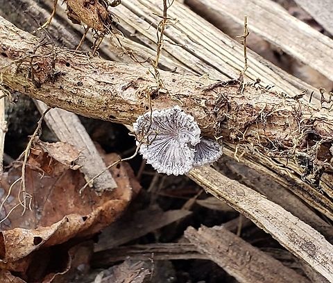 Splitgill Mushroom at Fort Howard This is a picture of a Splitgill Mushroom at Fort Howard Park in Edgemere, Maryland. Geotagged,Schizophyllum commune,Split gill,United States,Winter