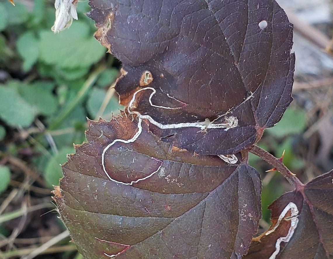 Stigmella villosella This is a picture of a Stigmella villosella at Fort Armistead Park in Baltimore City, Maryland. Geotagged,Stigmella villosella,United States,Winter