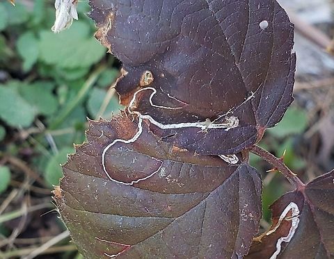 Stigmella villosella This is a picture of a Stigmella villosella at Fort Armistead Park in Baltimore City, Maryland. Geotagged,Stigmella villosella,United States,Winter