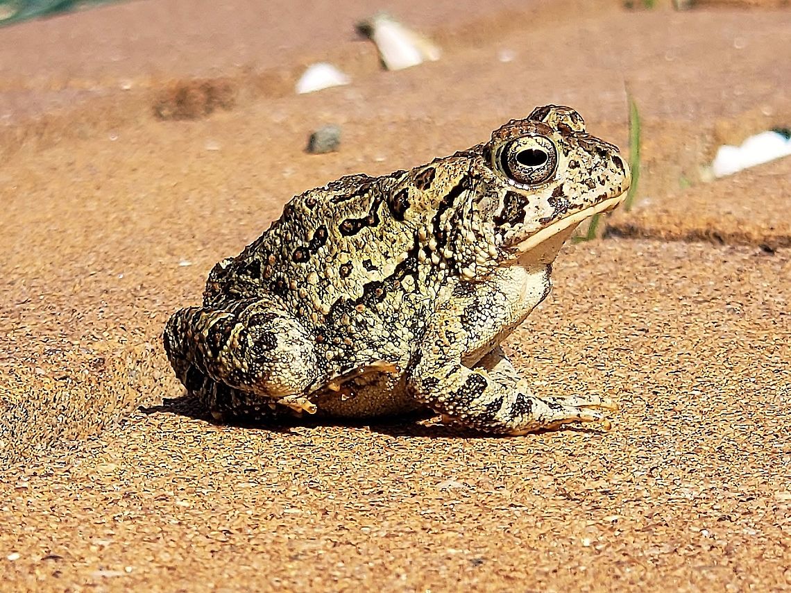 Fowler's Toad At North Point This is a picture of a Fowler&#039;s Toad at North Point State Park in Edgemere, Maryland. Anaxyrus fowleri,Fowlers   toad,Geotagged,Spring,United States