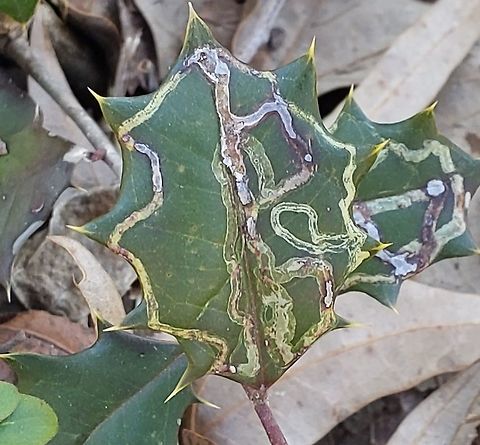 Phytomyza opacae This is a picture of Phytomyza opacae at Kinder Farm Park in Millersville, Maryland. Geotagged,Phytomyza opacae,United States,Winter