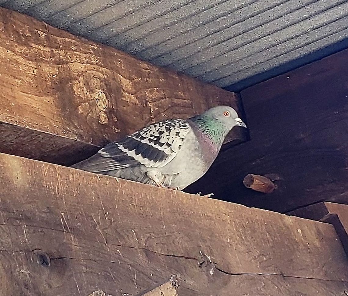 Rock Dove This is a picture of a Rock Dove at Kinder Farm Park in Millersville, Maryland. Columba livia,Geotagged,Rock dove,United States,Winter