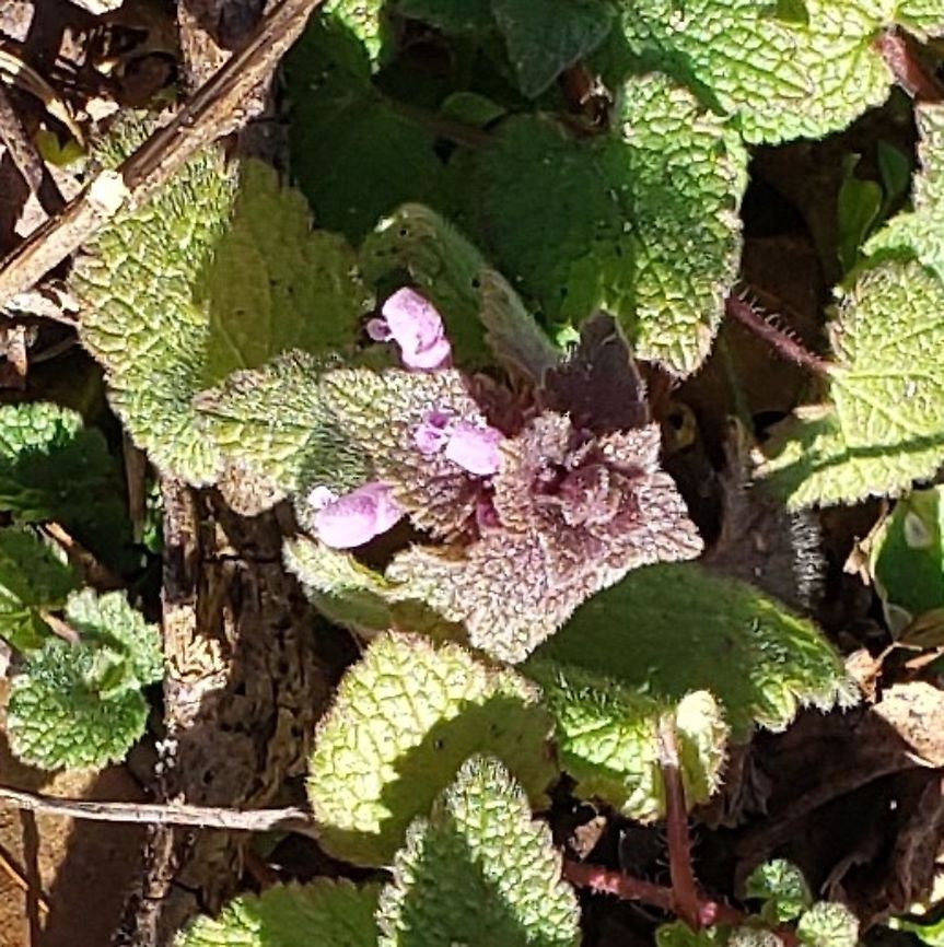 Red Deadnettle At Kinder Farm Park This is a picture of Red Deadnettle at Kinder Farm Park in Millersville, Maryland. Geotagged,Lamium purpureum,Red Deadnettle,United States,Winter