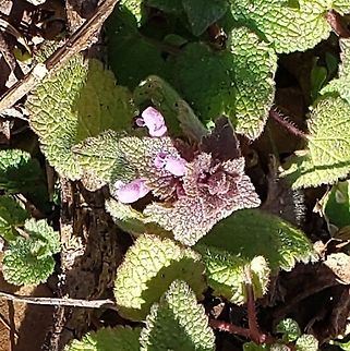 Red Deadnettle At Kinder Farm Park This is a picture of Red Deadnettle at Kinder Farm Park in Millersville, Maryland. Geotagged,Lamium purpureum,Red Deadnettle,United States,Winter