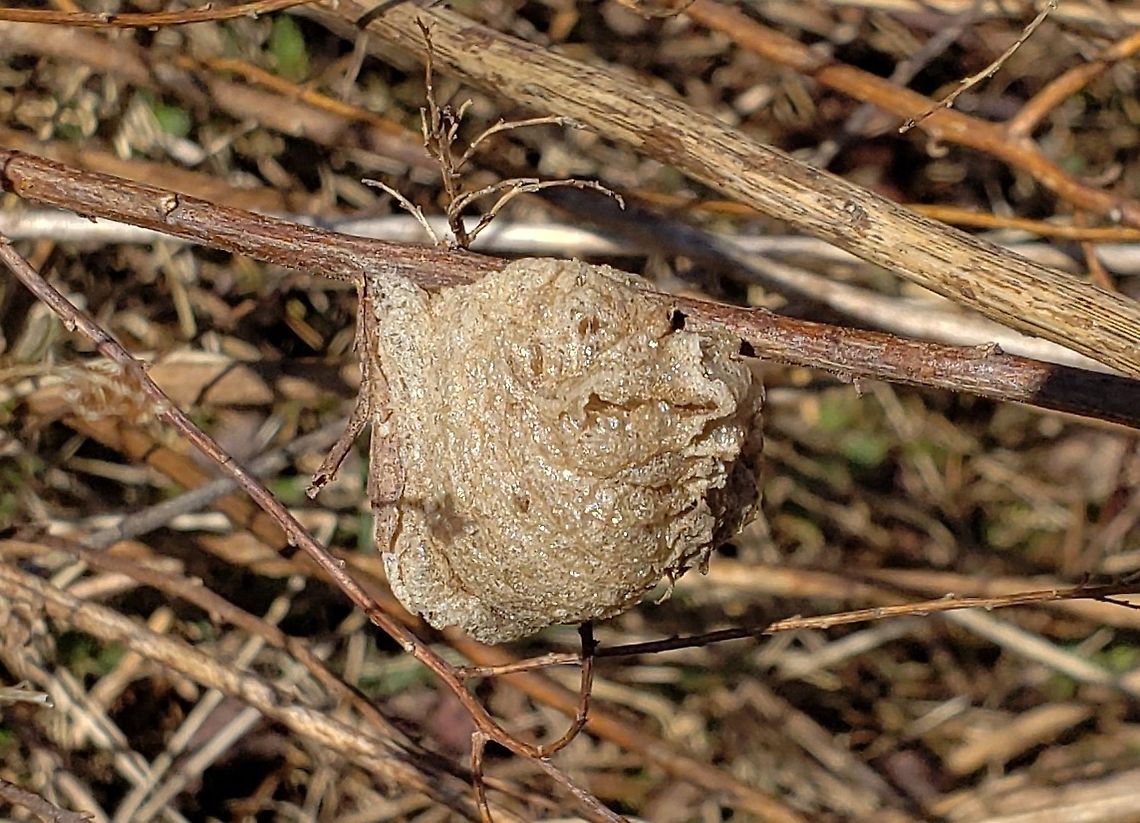 Chinese Mantis Egg Case This is a picture of a Chinese Mantis Egg Case at Kinder Farm Park in Millersville, Maryland. Chinese mantis,Geotagged,Tenodera sinensis,United States,Winter