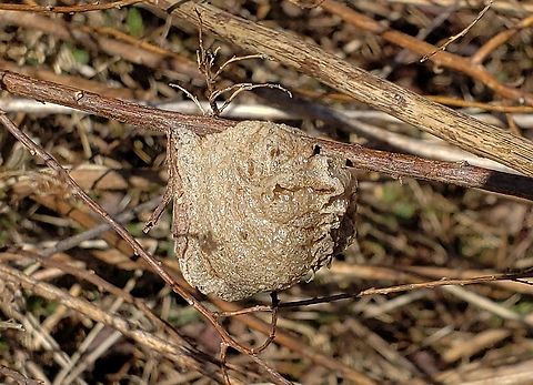 Chinese Mantis Egg Case This is a picture of a Chinese Mantis Egg Case at Kinder Farm Park in Millersville, Maryland. Chinese mantis,Geotagged,Tenodera sinensis,United States,Winter