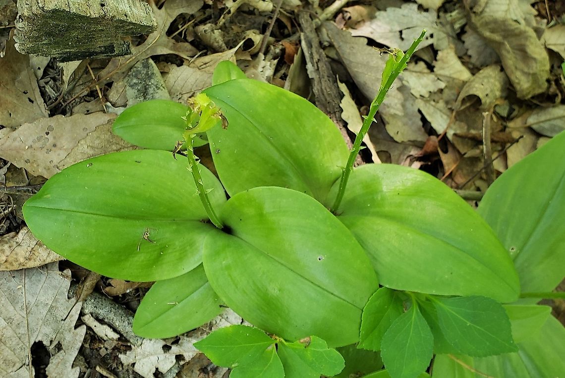 Liparis liliifolia This is a picture of Liparis liliifolia at Downs Park in Pasadena, Maryland. Geotagged,Liparis  liliifolia,Liparis liliifolia,Summer,United States