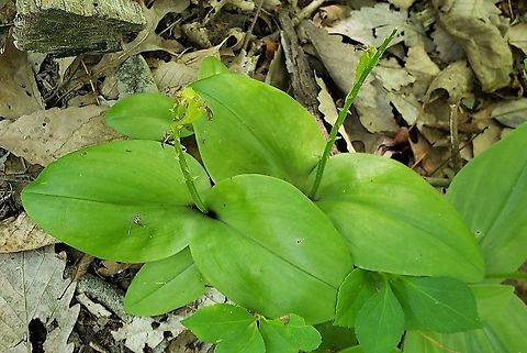 Liparis liliifolia This is a picture of Liparis liliifolia at Downs Park in Pasadena, Maryland. Geotagged,Liparis  liliifolia,Liparis liliifolia,Summer,United States