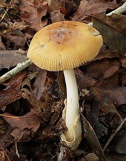 Amanita fulva This is a picture of Amanita fulva at Downs Park in Pasadena, Maryland. Amanita fulva,Geotagged,Summer,United States