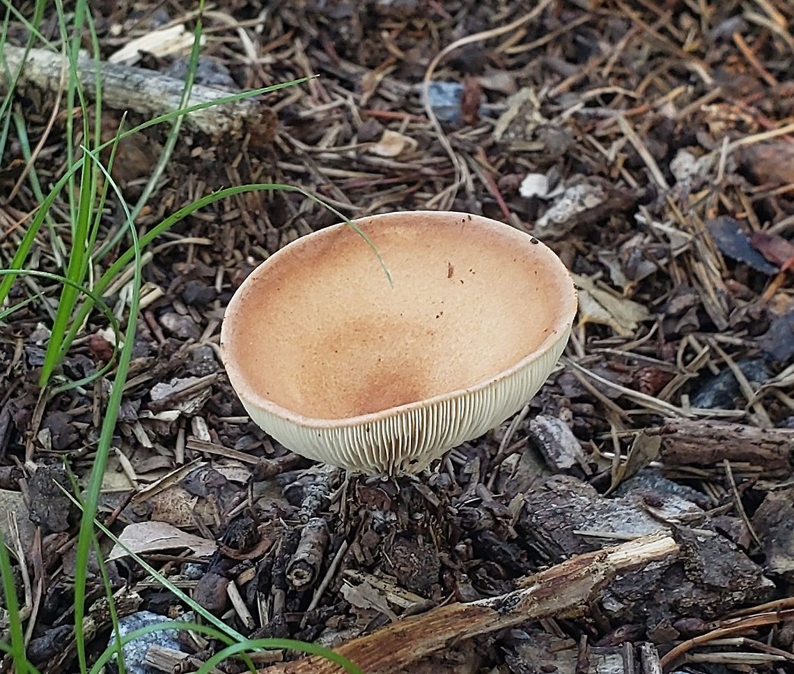 Infundibulicybe gibba This is a picture of a Infundibulicybe gibba at Downs Park in Pasadena, Maryland. Geotagged,Infundibulicybe gibba,Summer,United States