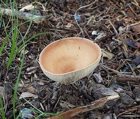 Infundibulicybe gibba This is a picture of a Infundibulicybe gibba at Downs Park in Pasadena, Maryland. Geotagged,Infundibulicybe gibba,Summer,United States