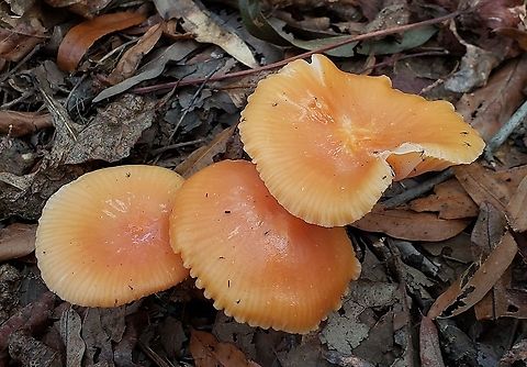 Heath Waxcap