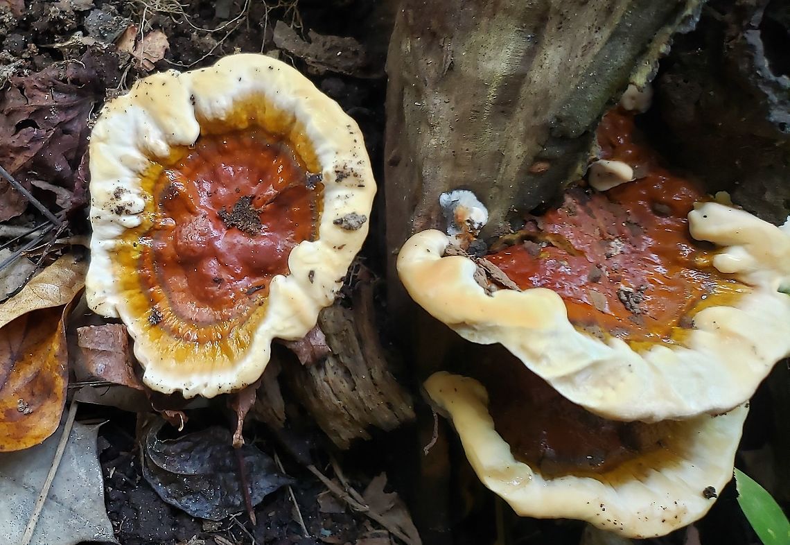 Ganoderma sessile This is a picture of Ganoderma sessile at Downs Park in Pasadena, Maryland. Fall,Ganoderma sessile,Geotagged,United States