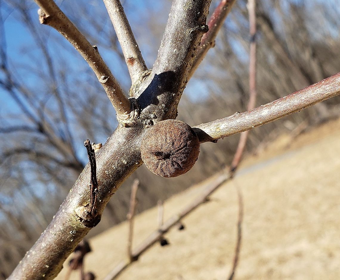 Disholcaspis quercusmamma This is a picture of a Disholcaspis quercusmamma at Freedom Park in Sykesville, Maryland. Disholcaspis quercusmamma,Geotagged,Oak Rough Bulletgall Wasp,United States,Winter