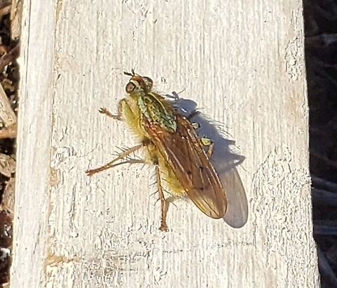 Golden Dung Fly This is a picture of a Golden Dung Fly at Freedom Park in Sykesville, Maryland. Geotagged,Scathophaga stercoraria,United States,Winter
