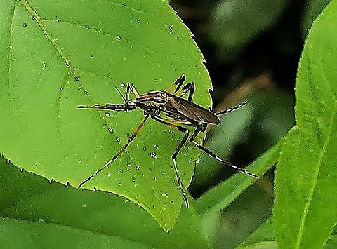 Psorophora ciliata This is a picture of a Psorophora ciliata at Kinder Farm Park in Millersville, Maryland.
 Geotagged,Psorophora ciliata,Shaggy-legged gallinipper,Spring,United States