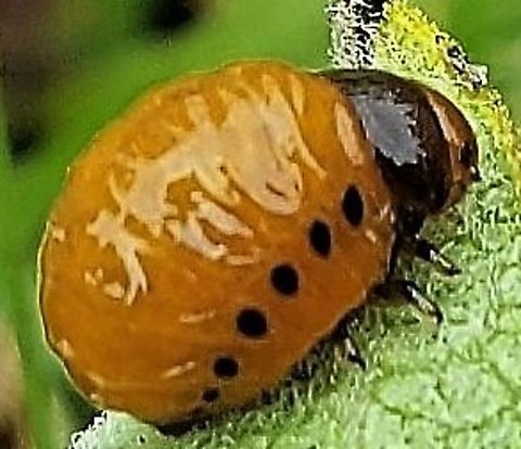 Swamp Milkweed Beetle Larvae This is a picture of a Labidomera clivicollis at Quiet Waters Park near Annapolis, Maryland. Geotagged,Labidomera clivicollis,Milkweed leaf beetle,Summer,United States