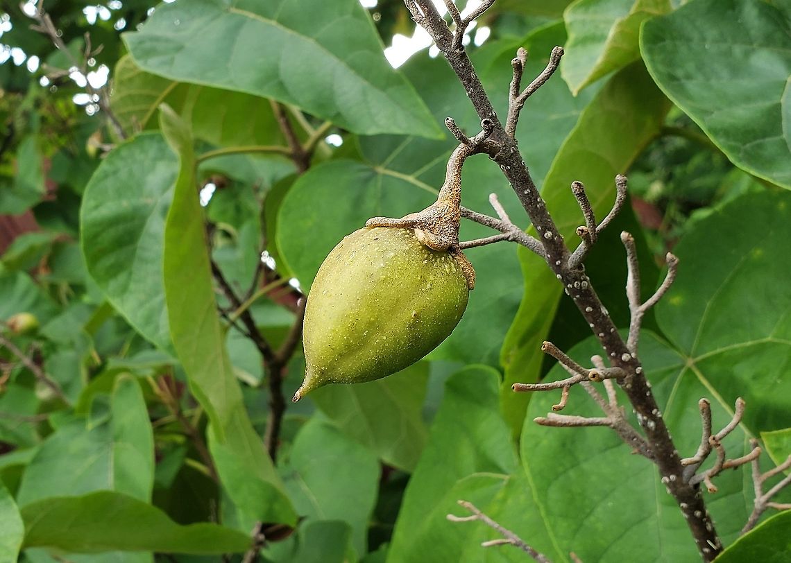 Princess Tree Pod This is a picture of the seed pod of a Princess Tree at the Merkle Wildlife Sanctuary in Upper Marlboro, Maryland. Empress tree,Geotagged,Paulownia tomentosa,Summer,United States
