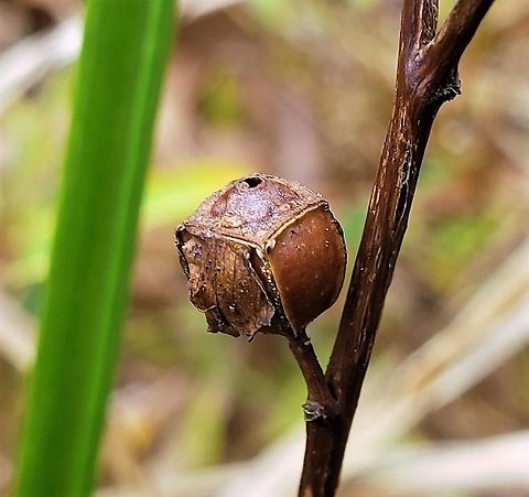 Ludwigia alternifolia This is a picture of a Ludwigia alternifolia at the Merkle Wildlife Sanctuary in Upper Marlboro, Maryland. Fall,Geotagged,Ludwigia  alternifolia,Ludwigia alternifolia,Rattlebox,United States