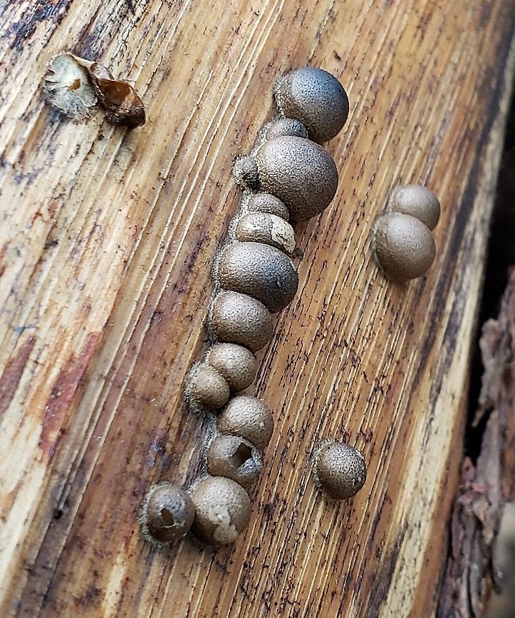Lycogala epidendrum This is a picture of Lycogala epidendrum at the Merkle Wildlife Sanctuary in Upper Marlboro, Maryland. Fall,Geotagged,Lycogala epidendrum,United States,Wolf's milk