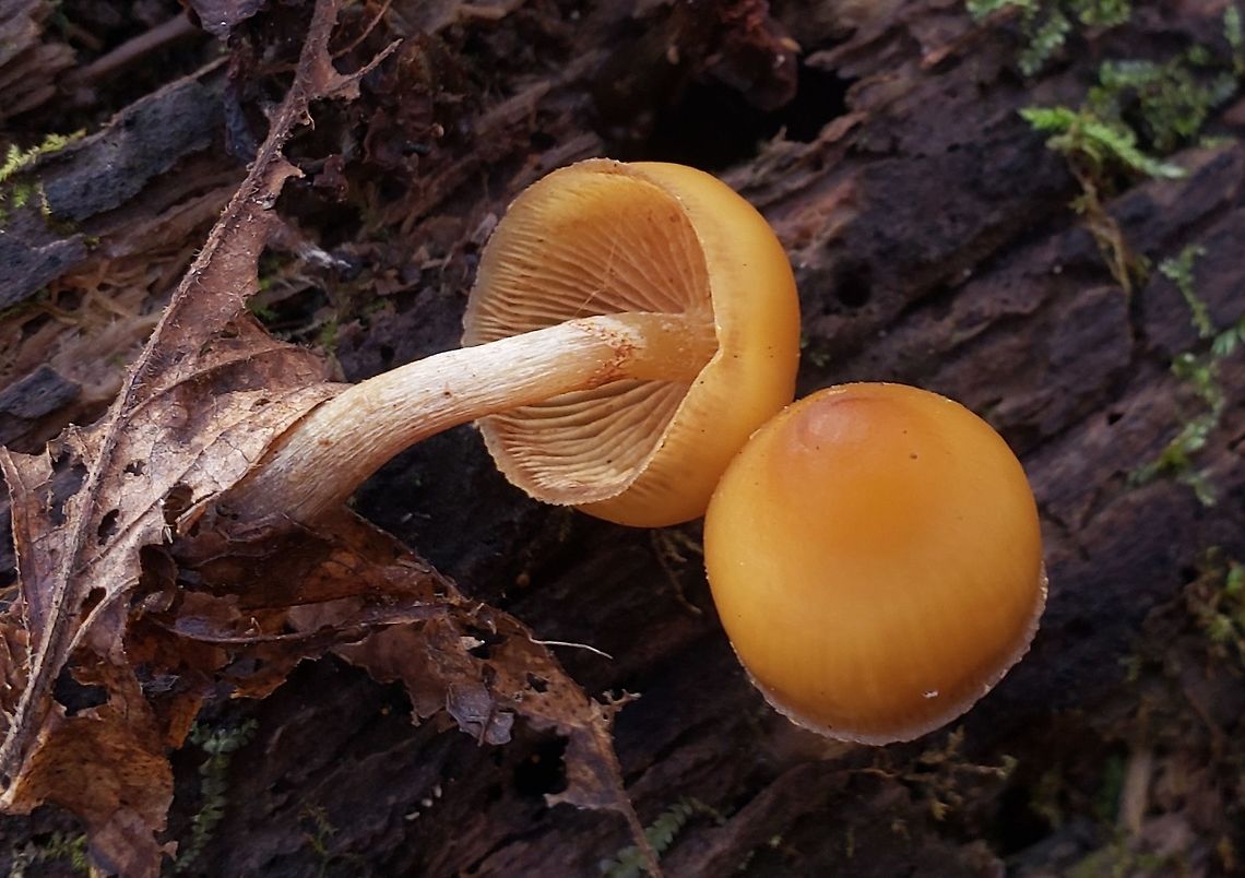 Galerina marginata This is a picture of Galerina marginata at Rosaryville State Park in Upper Marlboro, Maryland. Fall,Galerina marginata,Geotagged,United States