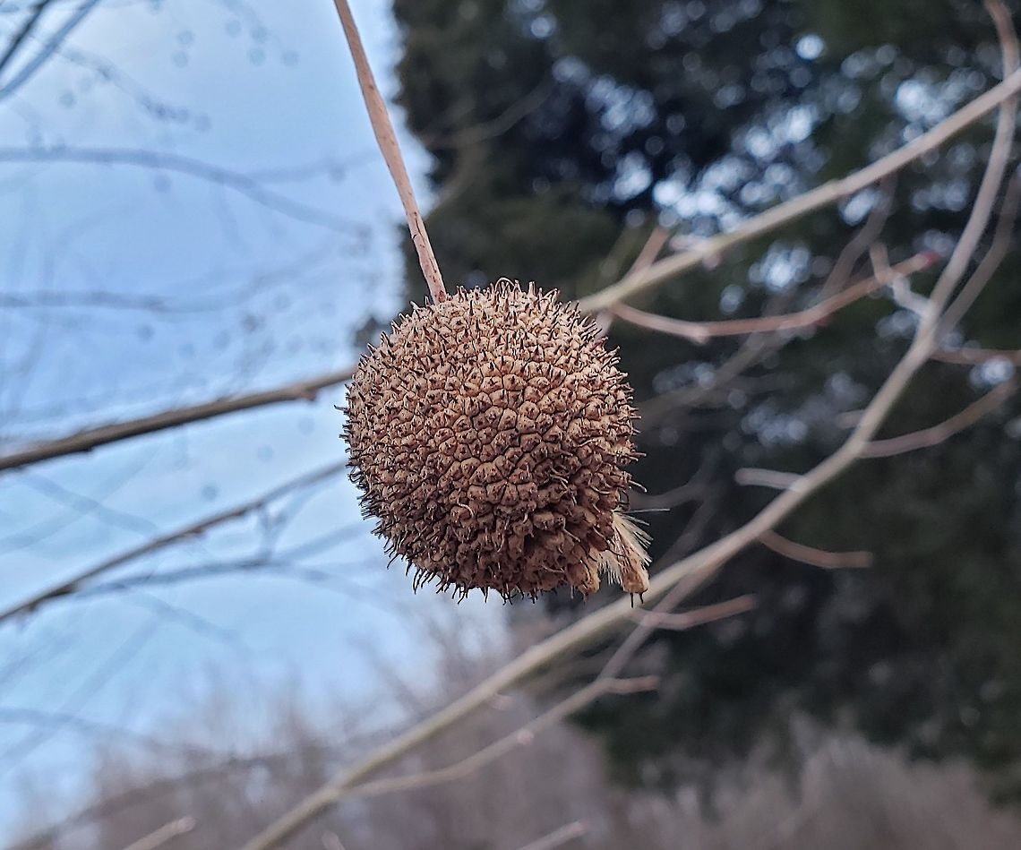 American Sycamore At South River Farms Park This is a picture of an American Sycamore at South River Farms Park in Edgewater, Maryland. American sycamore,Geotagged,Platanus occidentalis,United States,Winter
