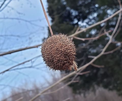 American Sycamore At South River Farms Park This is a picture of an American Sycamore at South River Farms Park in Edgewater, Maryland. American sycamore,Geotagged,Platanus occidentalis,United States,Winter