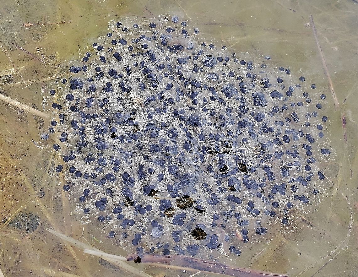 Wood Frog Eggs At South River Farms Park This is a picture of some Wood Frog Eggs at South River Farms Park in Edgewater, Maryland. Geotagged,Lithobates sylvaticus,United States,Winter,Wood frog