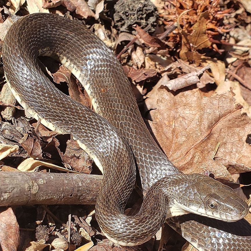 Pantherophis alleghaniensis This is a picture of a Pantherophis alleghaniensis at the Smithsonian Environmental Research Center in Edgewater, Maryland. Eastern ratsnake,Geotagged,Pantherophis alleghaniensis,United States,Winter