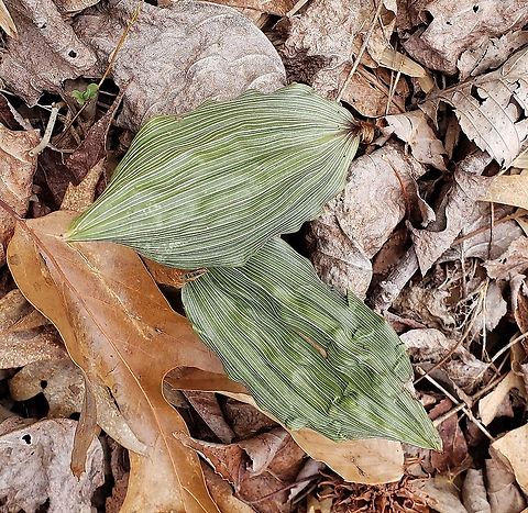 Puttyroot This is a picture of Puttyroot at the Smithsonian Environmental Research Center in Edgewater, Maryland. Aplectrum,Aplectrum hyemale,Geotagged,United States,Winter