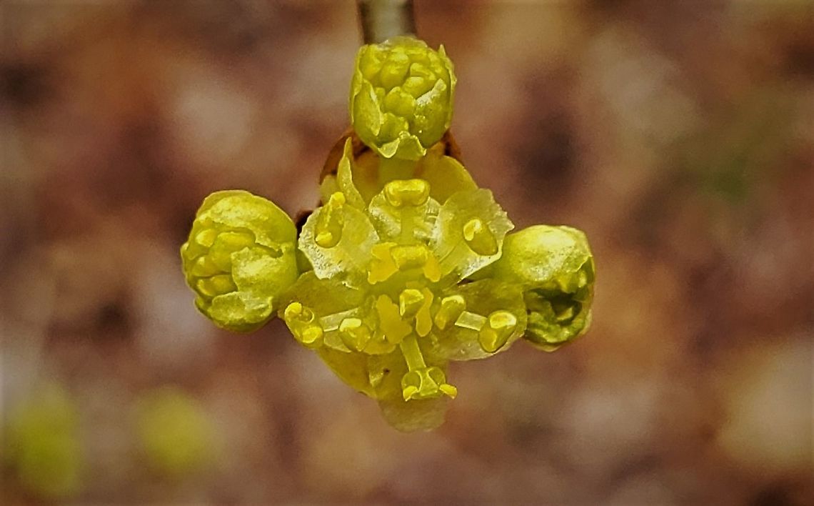 Spicebush Flower This is a picture of a spicebush flower at the Smithsonian Environmental Research Center in Edgewater, Maryland. Common spicebush,Geotagged,Lindera benzoin,United States,Winter