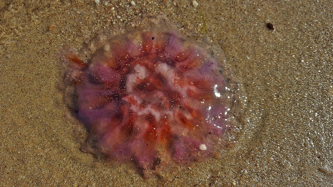 Cyanea capillata This is a picture of Cyanea capillata at Beverly Triton Nature Park in Edgewater, Maryland. Cyanea capillata,Geotagged,Lions mane jellyfish,United States,Winter