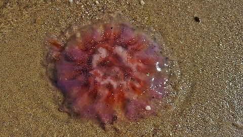 Cyanea capillata This is a picture of Cyanea capillata at Beverly Triton Nature Park in Edgewater, Maryland. Cyanea capillata,Geotagged,Lions mane jellyfish,United States,Winter