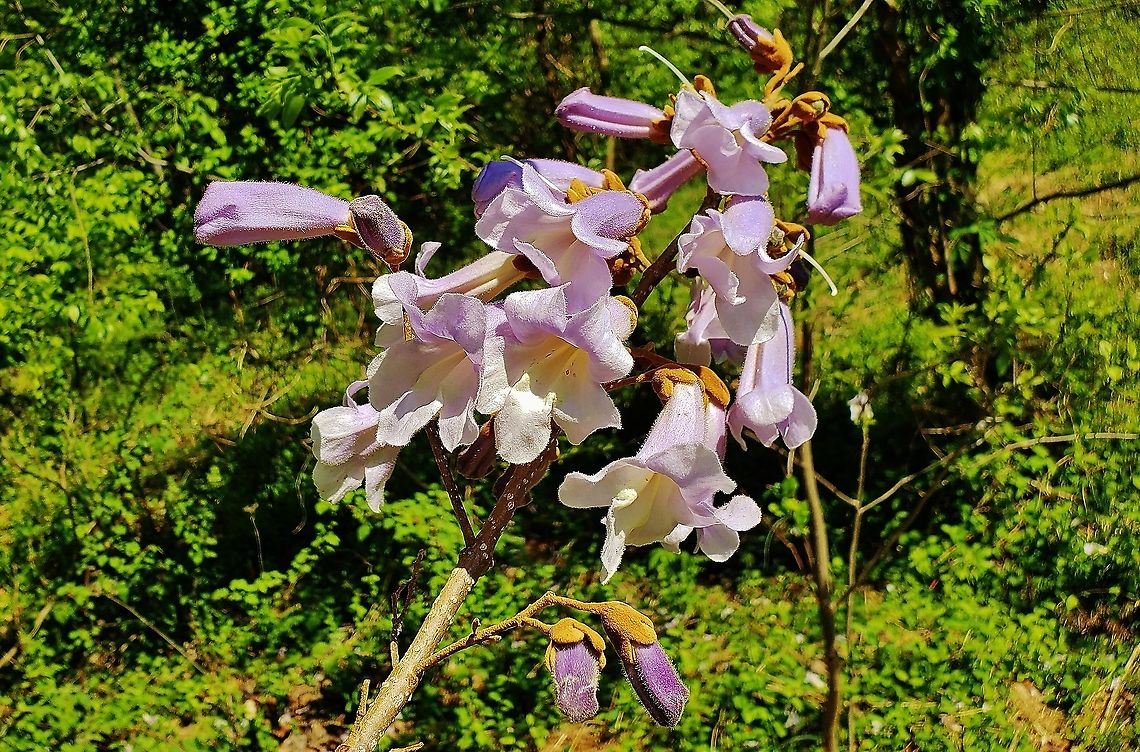 Princess Tree Flowers This is a picture of a Princess Tree in bloom at the Smithsonian Environmental Research Center in Edgewater, Maryland. Geotagged,Paulownia tomentosa,Princess tree,Spring,United States