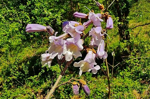 Princess Tree Flowers This is a picture of a Princess Tree in bloom at the Smithsonian Environmental Research Center in Edgewater, Maryland. Geotagged,Paulownia tomentosa,Princess tree,Spring,United States