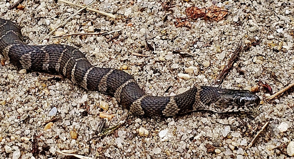 Northern Water Snake This is a picture of a Northern Water Snake at Beverly Triton Nature Park in Edgewater, Maryland. Geotagged,Nerodia sipedon,Northern Water Snake,Spring,United States